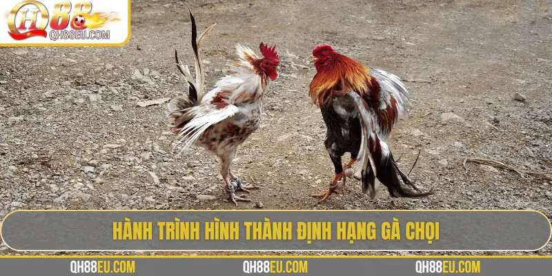 Hành trình hình thành định hạng gà chọi
