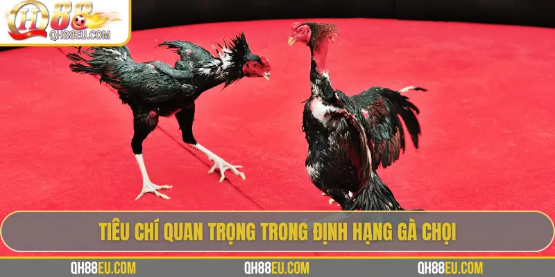 Tiêu chí quan trọng trong định hạng gà chọi